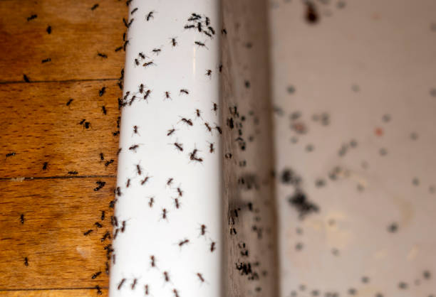 Best Pest Control Cost  in Nashua, NH