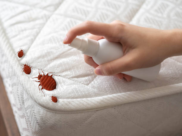 Best Ant Control Services  in Nashua, NH
