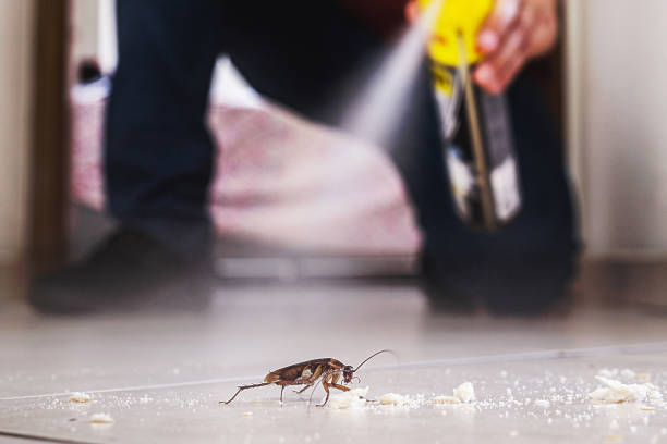 Best Rodent Control Near Me  in Nashua, NH